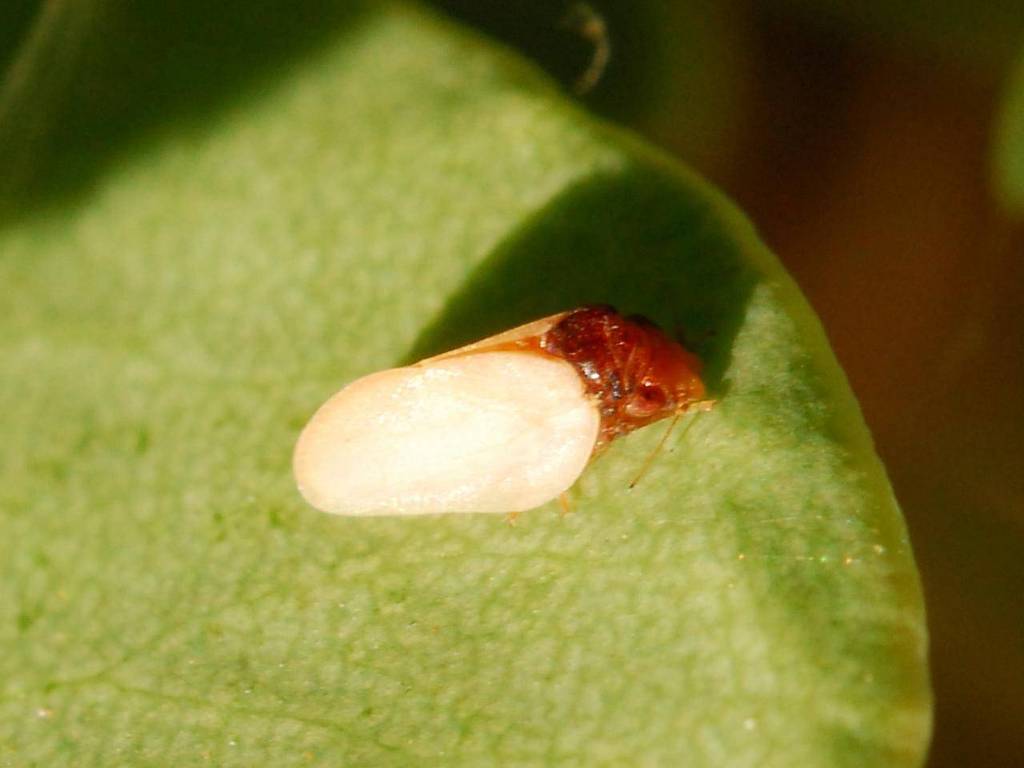 Neophyllura bicolor