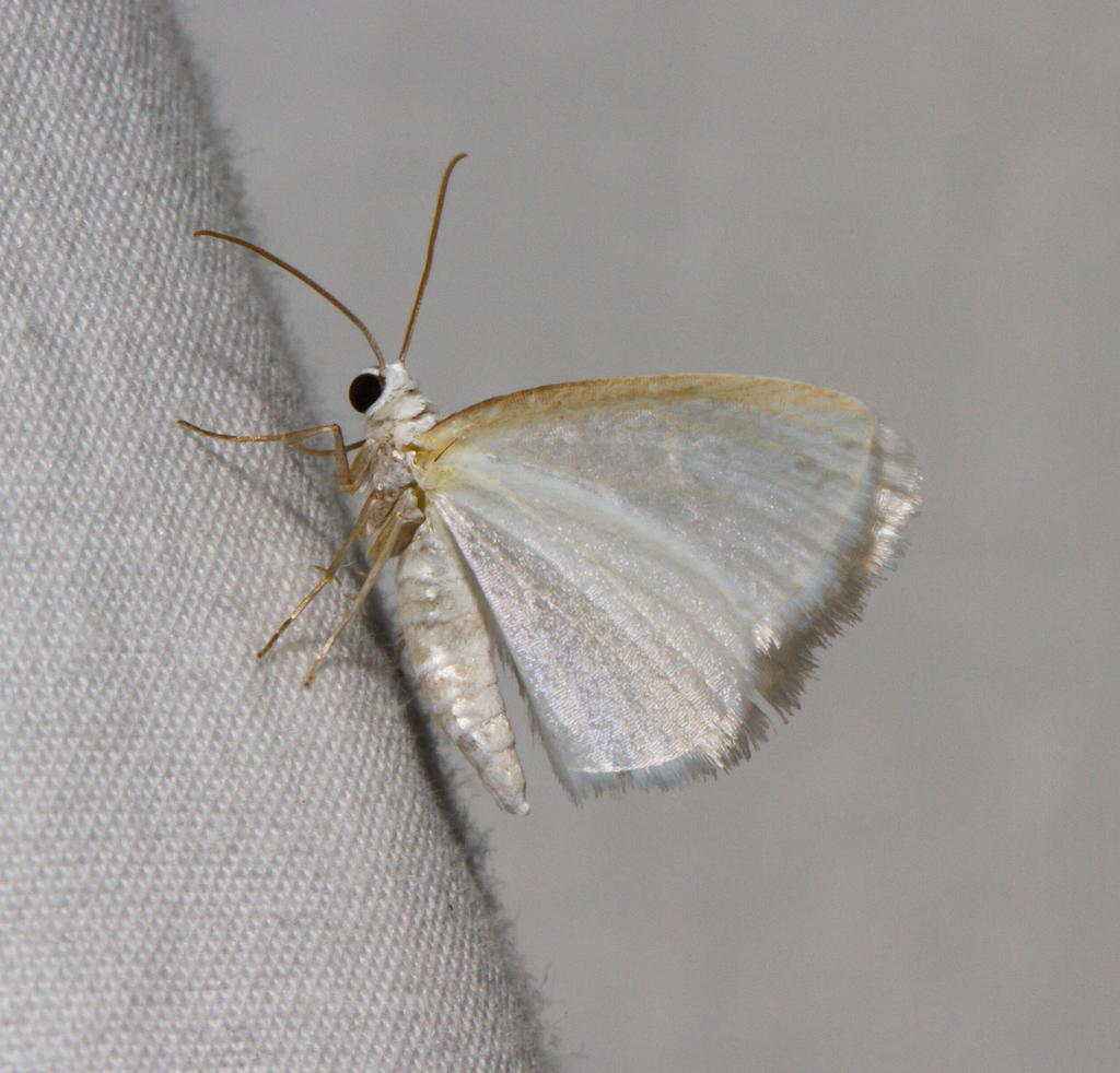 White Spring Moth (Butterflies and Moths of Floracliff Nature Sanctuary ...