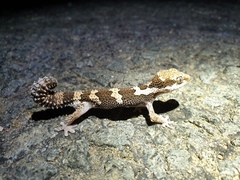 Pachydactylus rugosus