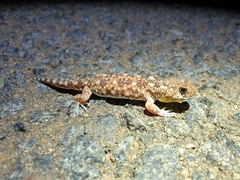 Ptenopus garrulus maculatus