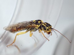 Pamphilius varius