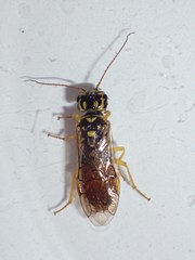 Pamphilius varius