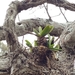 Jumellea densefoliata - Photo (c) Guy Eric Onjalalaina, algunos derechos reservados (CC BY-NC), uploaded by Guy Eric Onjalalaina