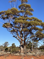 Eucalyptus salmonophloia