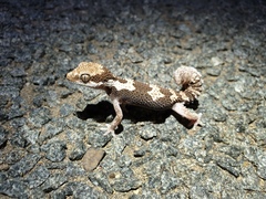 Pachydactylus rugosus