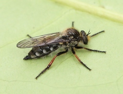 Leptarthrus brevirostris