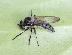 Leptarthrus brevirostris