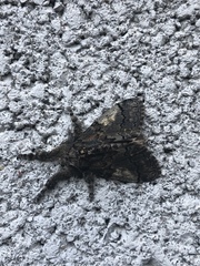Dasychira obliquata