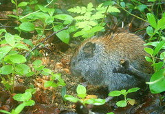 Craseomys rufocanus
