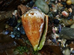 Conus miliaris