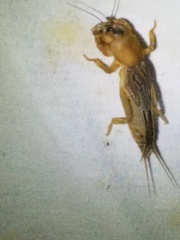 Neocurtilla hexadactyla