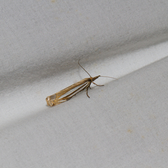 Crambus laqueatellus