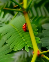 Cheilomenes sexmaculata