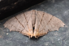 Orudiza protheclaria