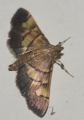 Syngamia falsidicalis