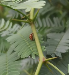 Cheilomenes sexmaculata
