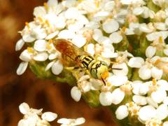 Philanthus multimaculatus