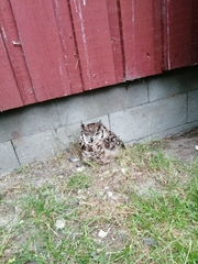 Bubo