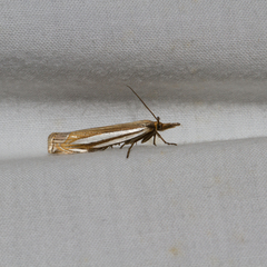 Crambus laqueatellus