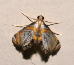 Nymphicula