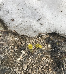 Ranunculus adoneus adoneus