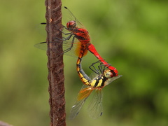 Sympetrum speciosum