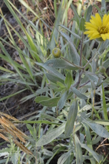 Heterotheca camporum