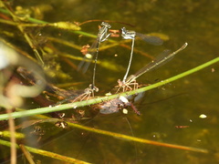 Platycnemis phyllopoda