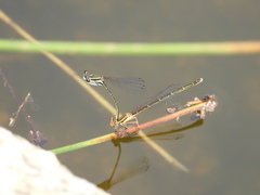 Platycnemis phyllopoda