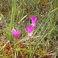 Arethusa bulbosa