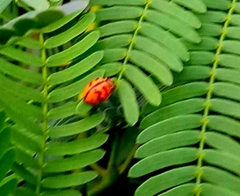 Cheilomenes sexmaculata