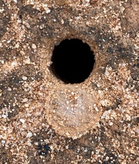 Hoggicosa
