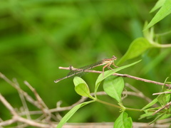 Platycnemis phyllopoda