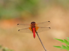 Sympetrum speciosum