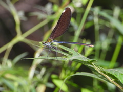 Matrona basilaris
