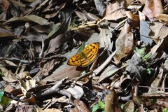 Abrota ganga formosana