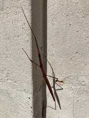 Clonopsis gallica