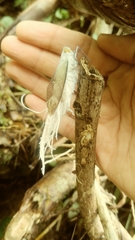 Pterodictya reticularis