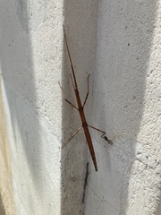 Clonopsis gallica