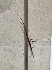 Clonopsis gallica
