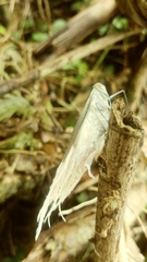 Pterodictya reticularis