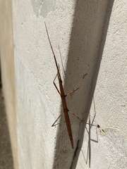 Clonopsis gallica