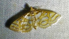 Pseudopyrausta santatalis