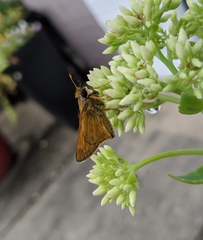 Atalopedes campestris