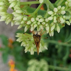 Atalopedes campestris