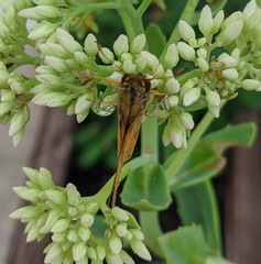 Atalopedes campestris