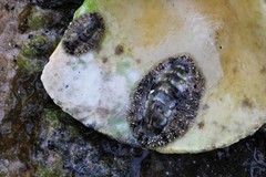 Acanthopleura gemmata