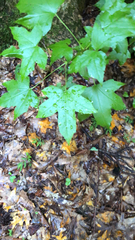 Liquidambar styraciflua