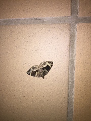 Gandaritis atricolorata