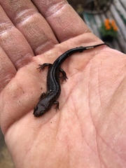 Plethodontinae